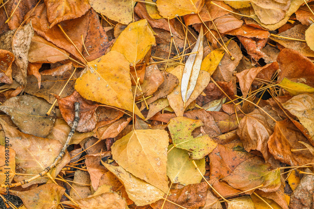 Fading autumn leaves. Top view. Fading autumn leaves. Top view.