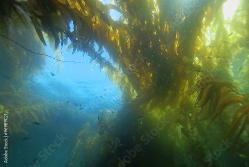Beach seaweed kelp forest underwater at Catalina Island, California © kgrif