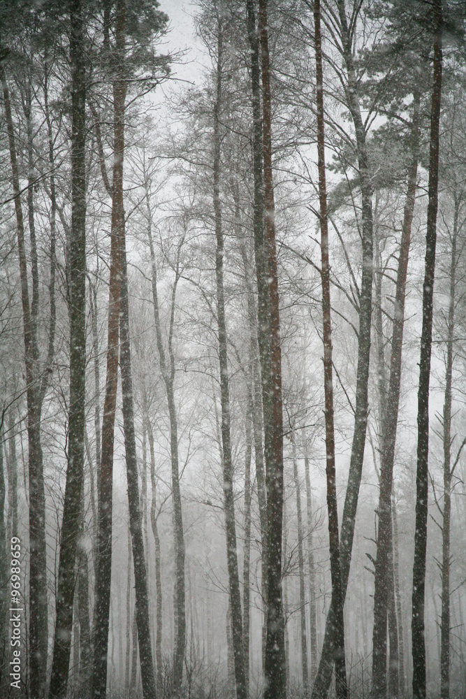 Snowfall in the forest Snowfall in the forest