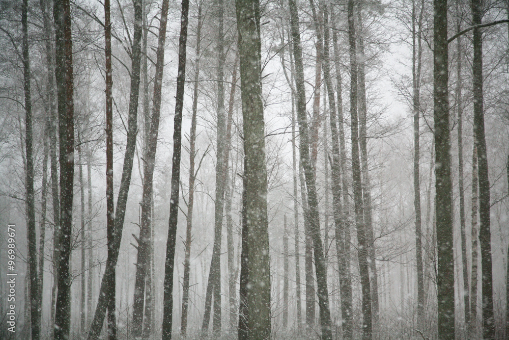 Backwoods in the winter Backwoods in the winter