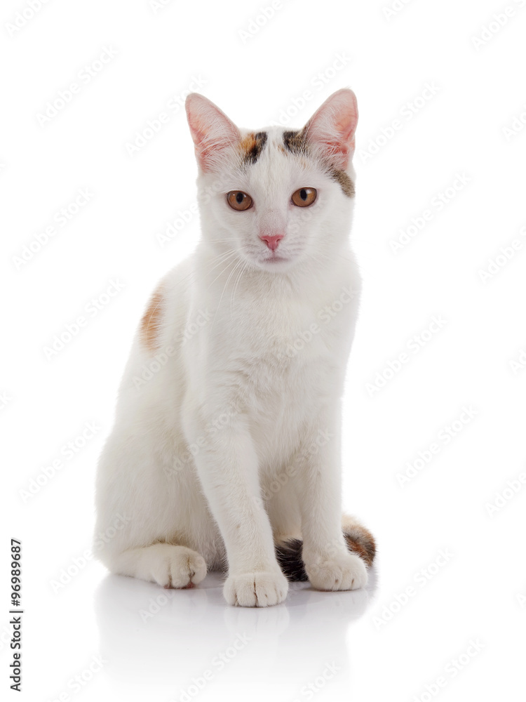 The white domestic cat with yellow eyes