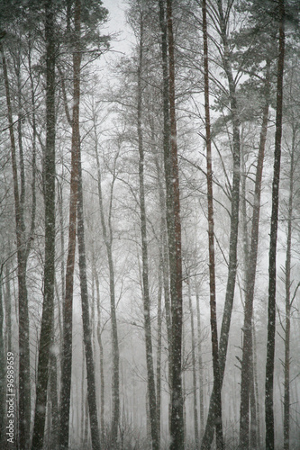 Snowfall in the forest