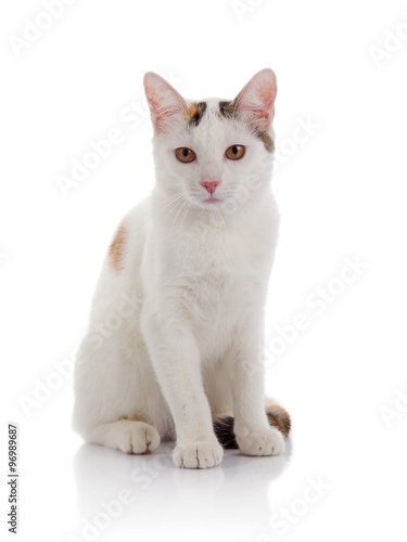 The white domestic cat with yellow eyes