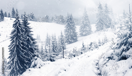 Trees covered with hoarfrost and snow in mountains