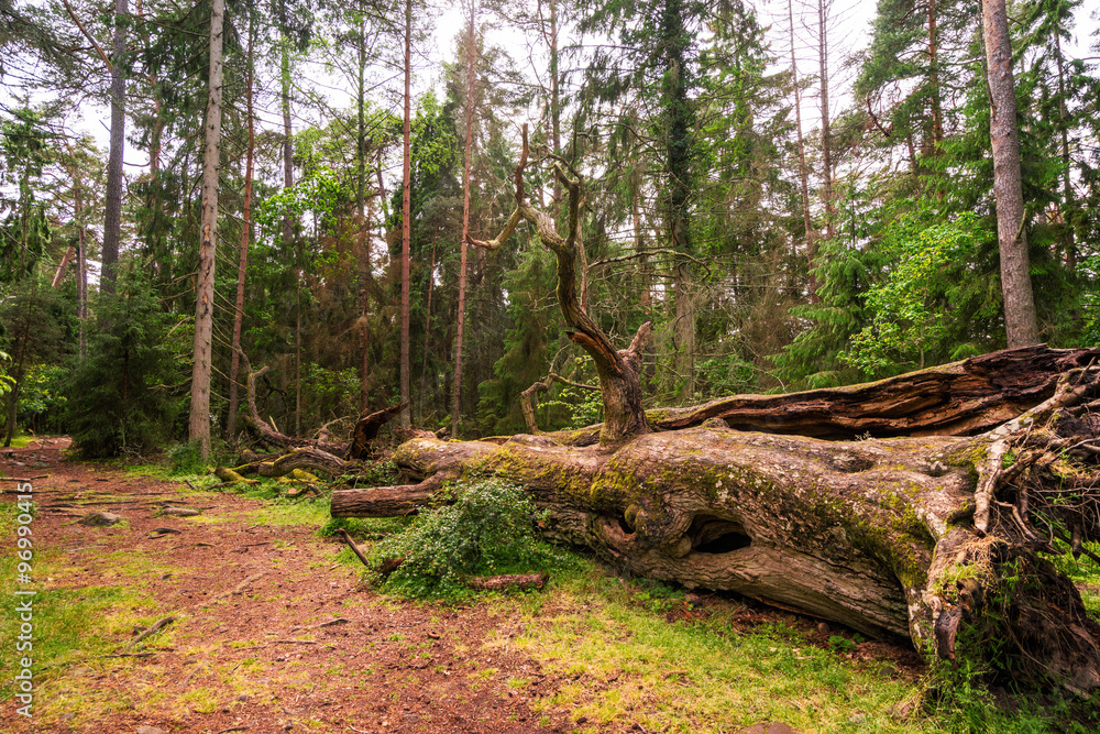 Fototapeta premium Trollwald auf Öland, Schweden