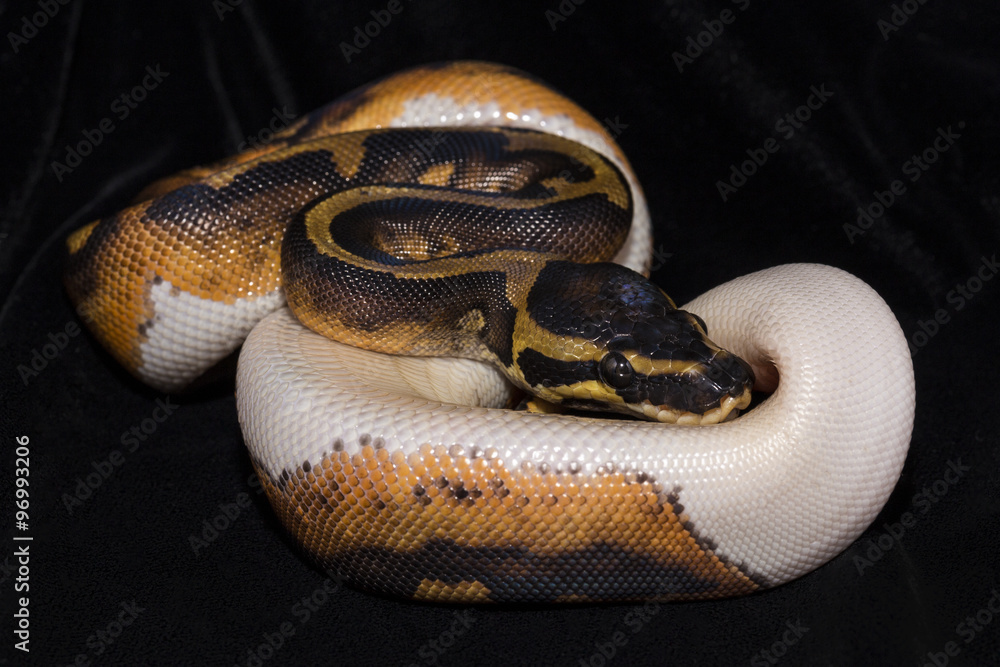 Obraz premium Piedbald Ball Python