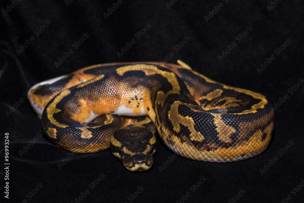 Piedbald Ball Python Piedbald Ball Python