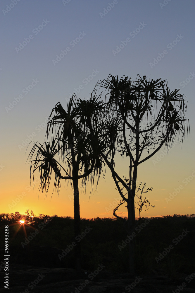 Fototapeta premium pandanus trees in the sunset a
