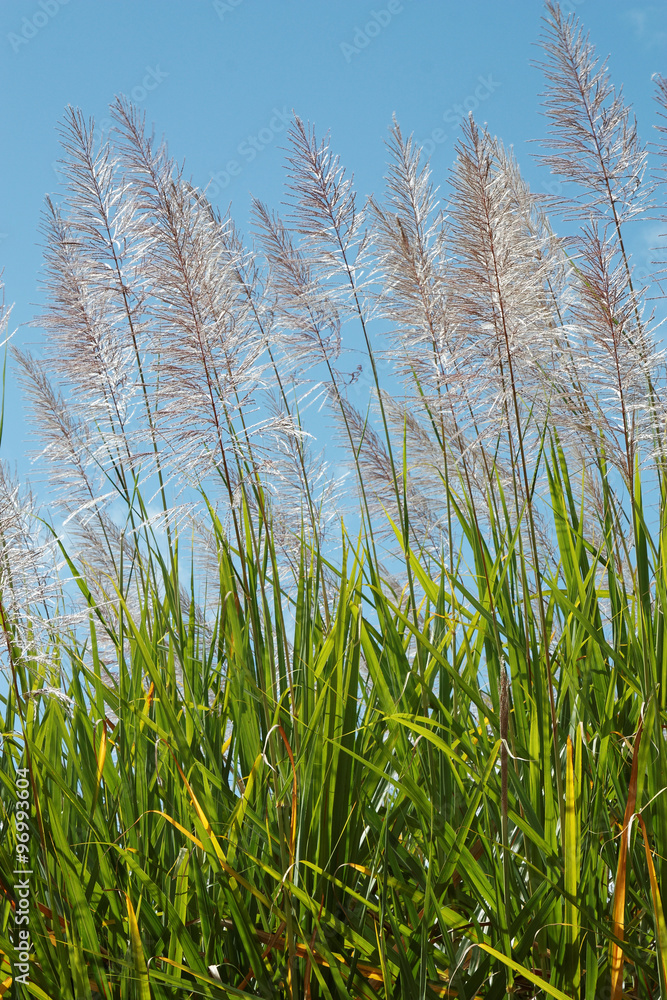 tall cane sugar in flower tall cane sugar in flower