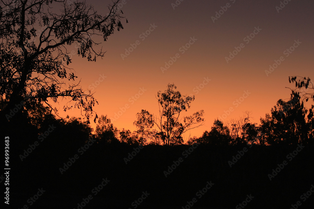 bright sunset in the Australian bush