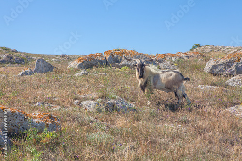 goat into the wild