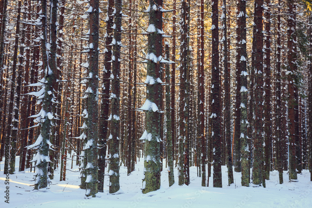 Fototapeta premium winter forest background, vintage look