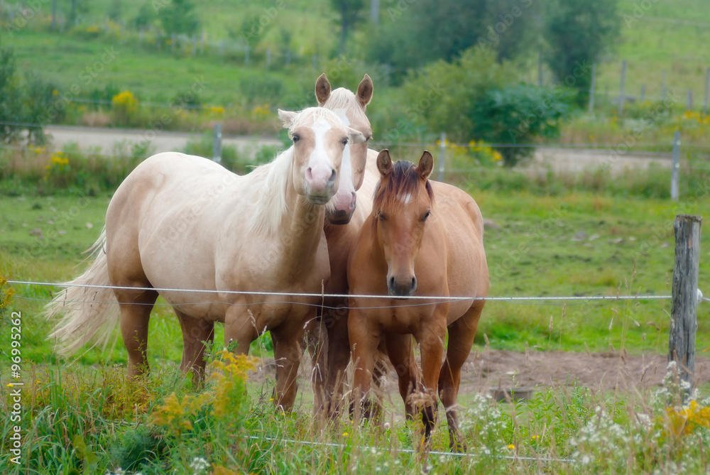 ﻿horses in a country paddock