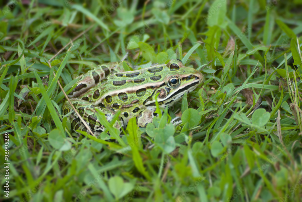 green frog in the grass green frog in the grass
