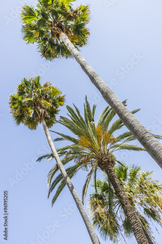 promenade along the sea of palms in Marbella Andalucia Spain © Fernando Cortés