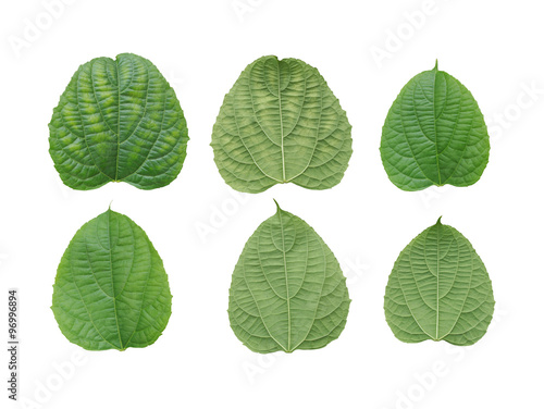 Collection fresh green leaves isolated on white background. © meepoohyaphoto