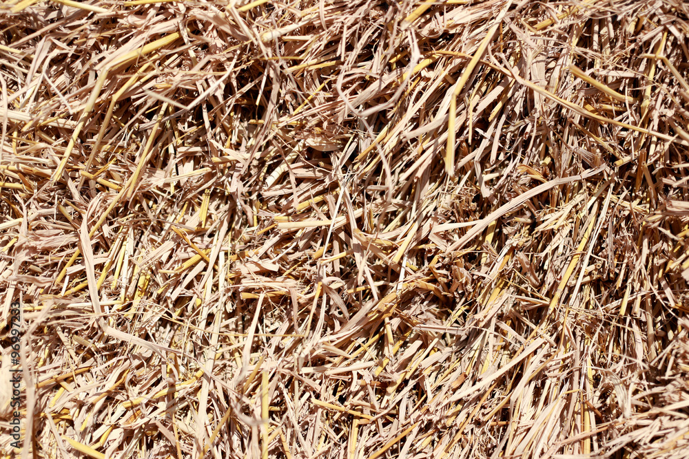 dry yellow golden straw texture of background.