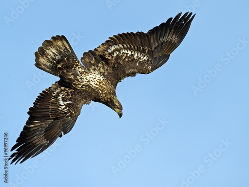 Juvenile Bald Eagle Diving