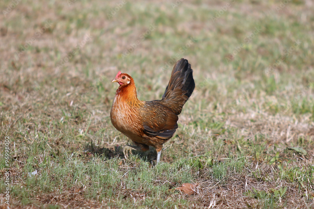 Fototapeta premium Small Chicken