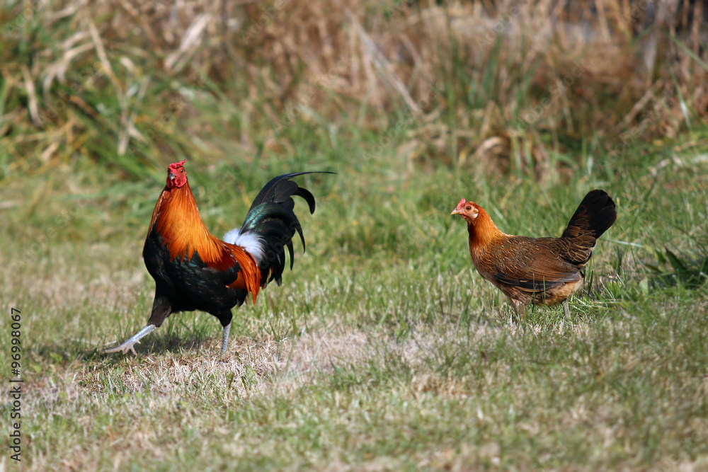 Fototapeta premium Chicken Chasing Rooster