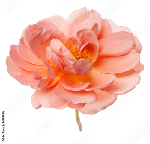 Peach Rose in Vase Isolated
