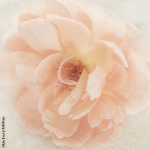 Wedding Peach pink garden rose flower on cream retro parchment p
