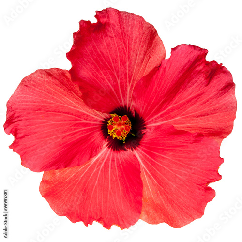 Red Pink Tropical Hibiscus Flower