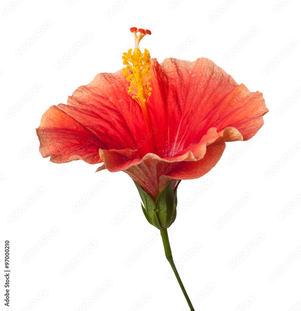 Orange Yellow Hibiscus Tropical Flower Isolated on White Backgro Orange Yellow Hibiscus Tropical Flower Isolated on White Backgro