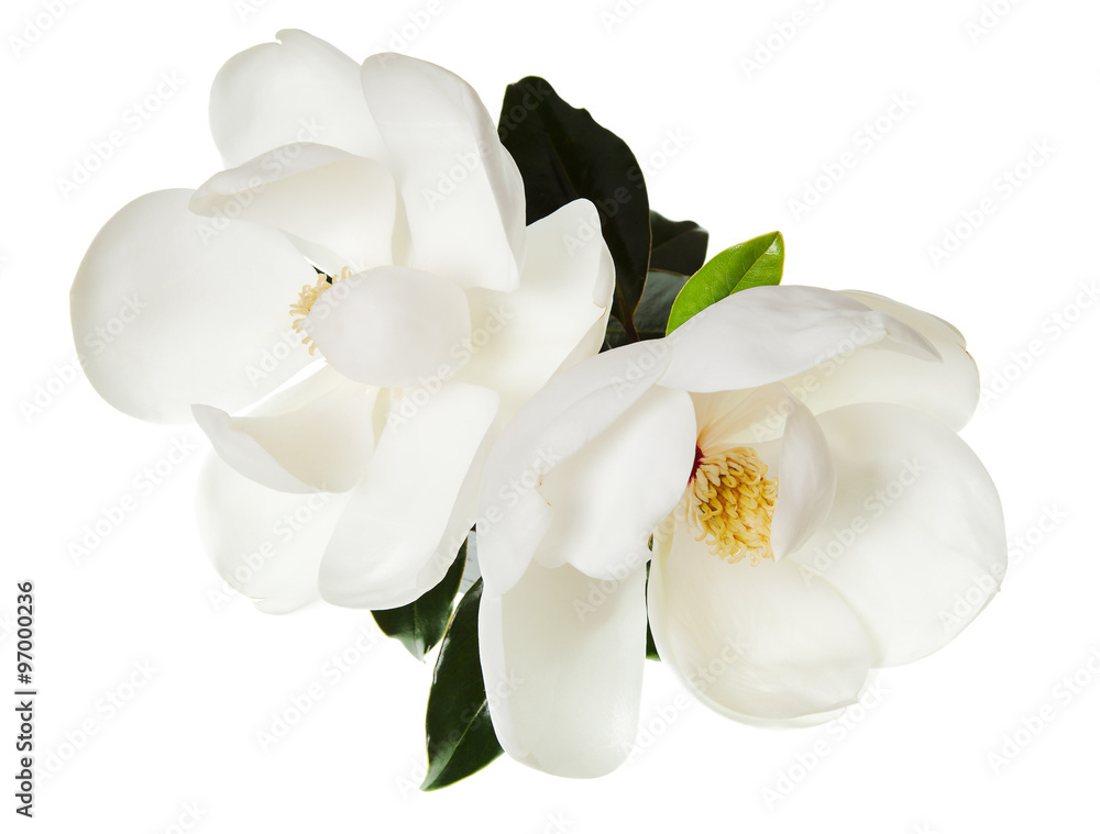 Naklejka premium Magnolia Flower White Magnolias Floral Tree Flowers