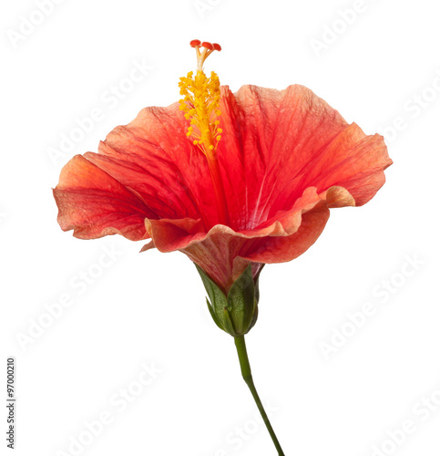 Orange Yellow Hibiscus Tropical Flower Isolated on White Backgro