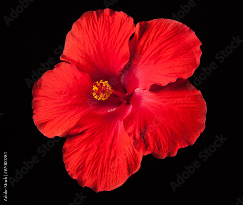 Red Hibiscus Flower on Black Background © Christine