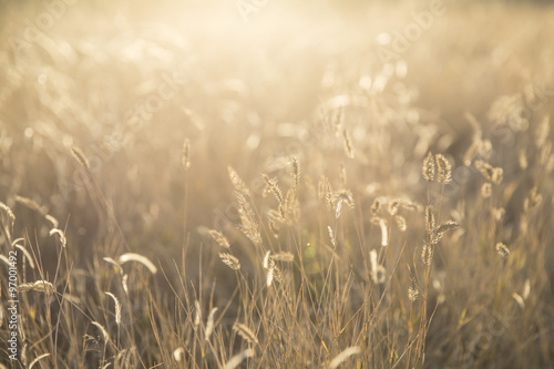 Foxtail grass field in the morning sun