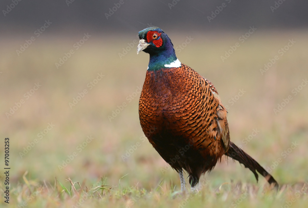 Fototapeta premium Ringneck Pheasant (Phasianus colchicus)
