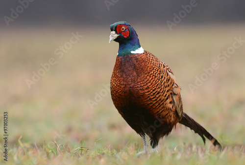 Wallpaper Mural Ringneck Pheasant (Phasianus colchicus) Torontodigital.ca