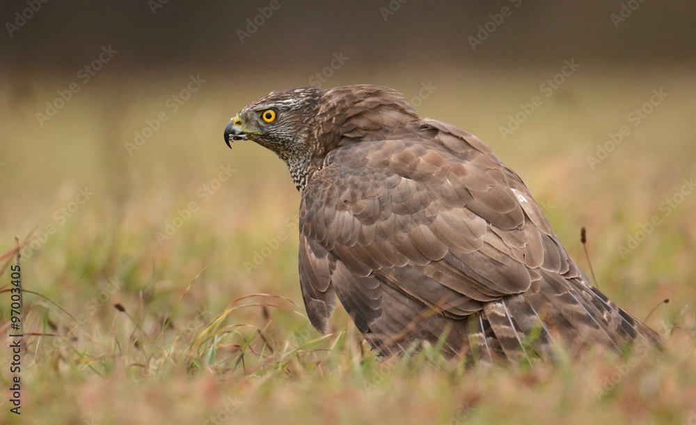 Northern Goshawk (Accipiter gentilis) Northern Goshawk (Accipiter gentilis)