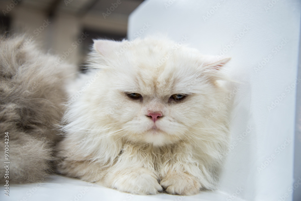 Angry cat he's upset.