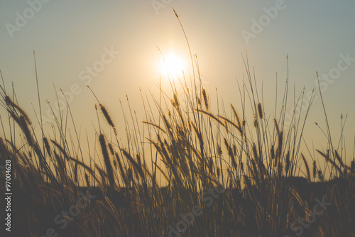 vintage grass and sun