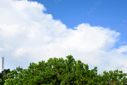 Fototapeta Naklejka Na Ścianę i Meble -  trees on sky background