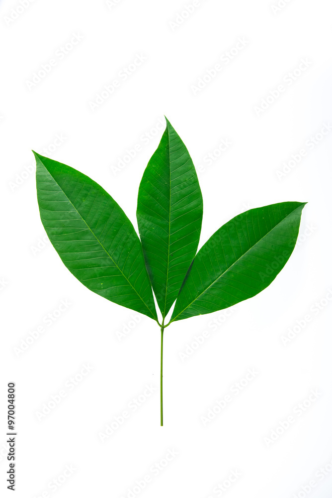 Green leaves on white background