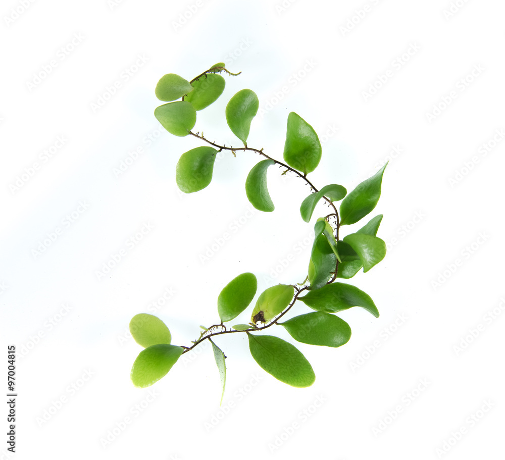 Obraz premium ivy leaves isolated on a white background
