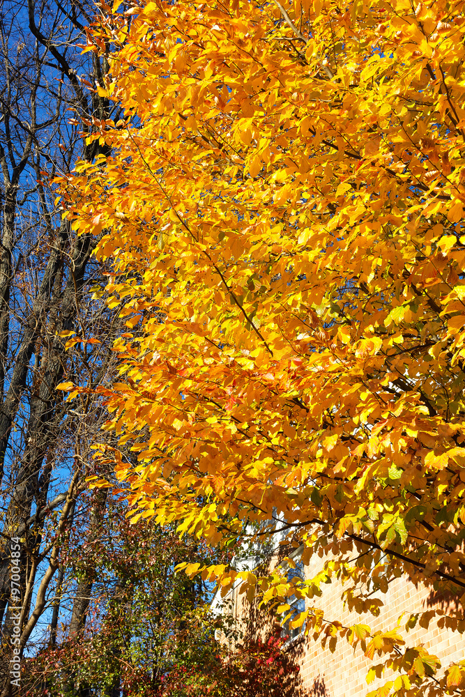 Elm tree with lush foliage in fall season. Bright yellow foliage of deciduous tree in autumn. Elm tree with lush foliage in fall season. Bright yellow foliage of deciduous tree in autumn.