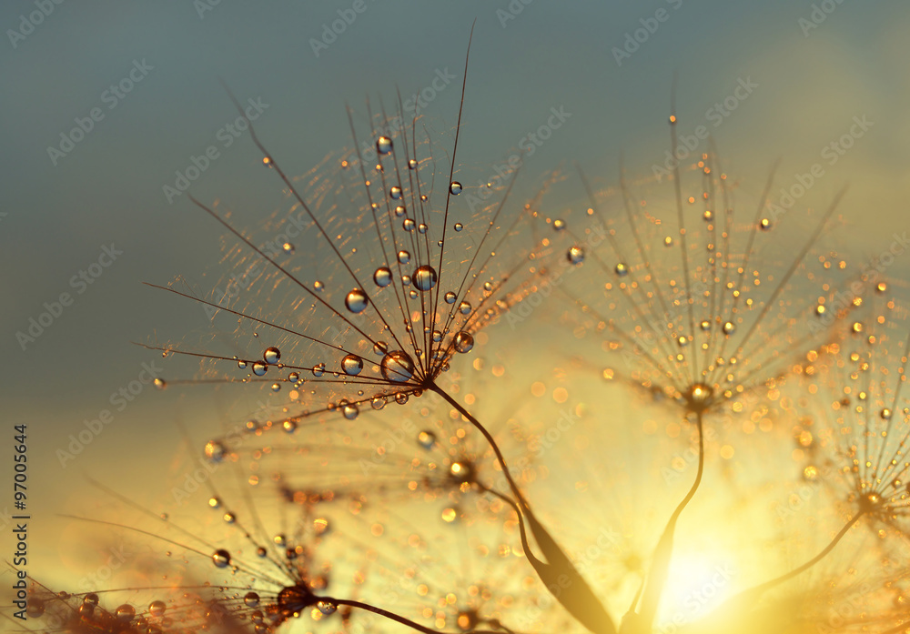 Obraz premium Zroszony kwiat mniszka lekarskiego o wschodzie słońca z bliska. Naturalne tła.