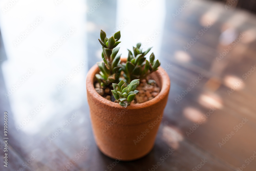 the little cactus on the table the little cactus on the table