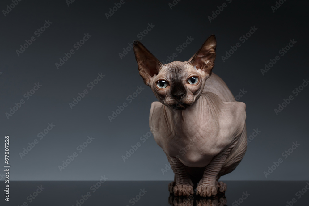 Black bald hot sale cat