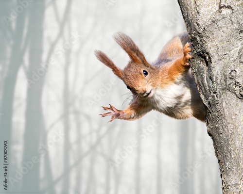 curious red squirrel siting on tree