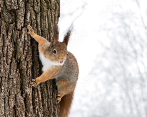 closeup of a young gray squirrel holding on to a tree