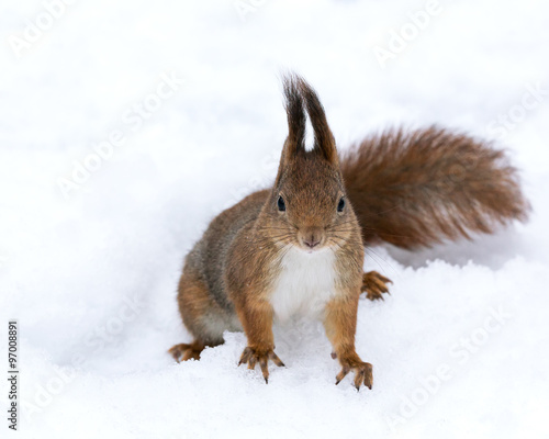 red squirrel in wintertime