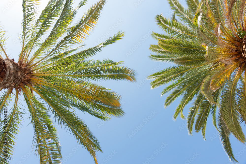 Tropical palms against blue sky. Tropical palms against blue sky.