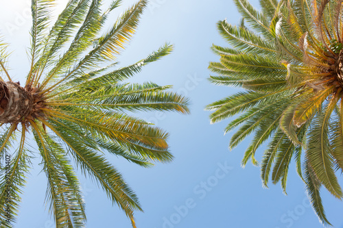 Tropical palms against blue sky.