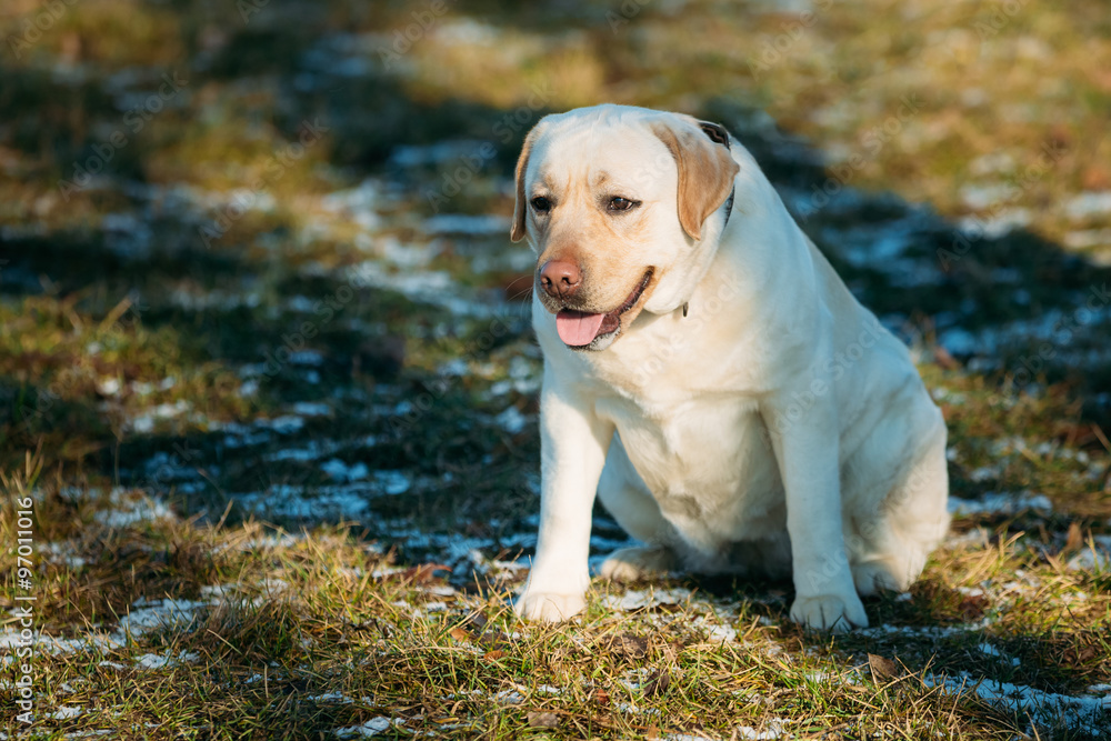 White Female Labrador Retriever Dog Outdoor